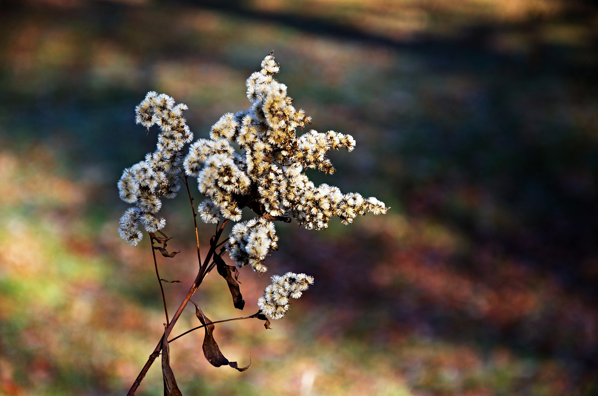 Nikon D7000 + 18.00 - 105.00 mm f/3.5 - 5.6 sample photo. Sen photography