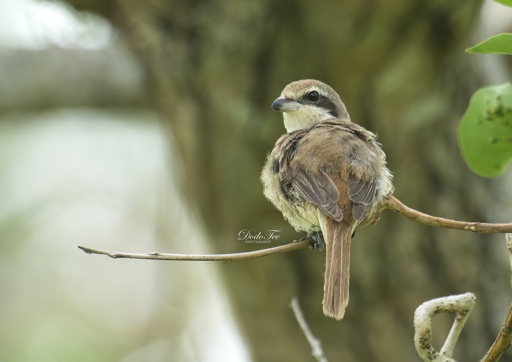 Sony 70-400mm F4-5.6 G SSM II sample photo