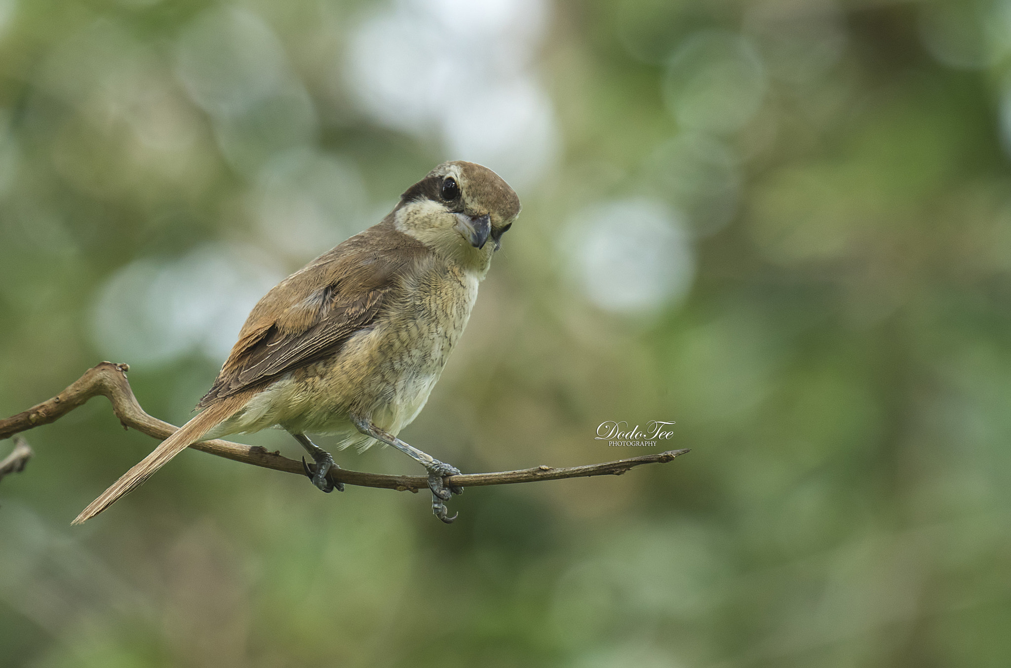 Sony 70-400mm F4-5.6 G SSM II sample photo