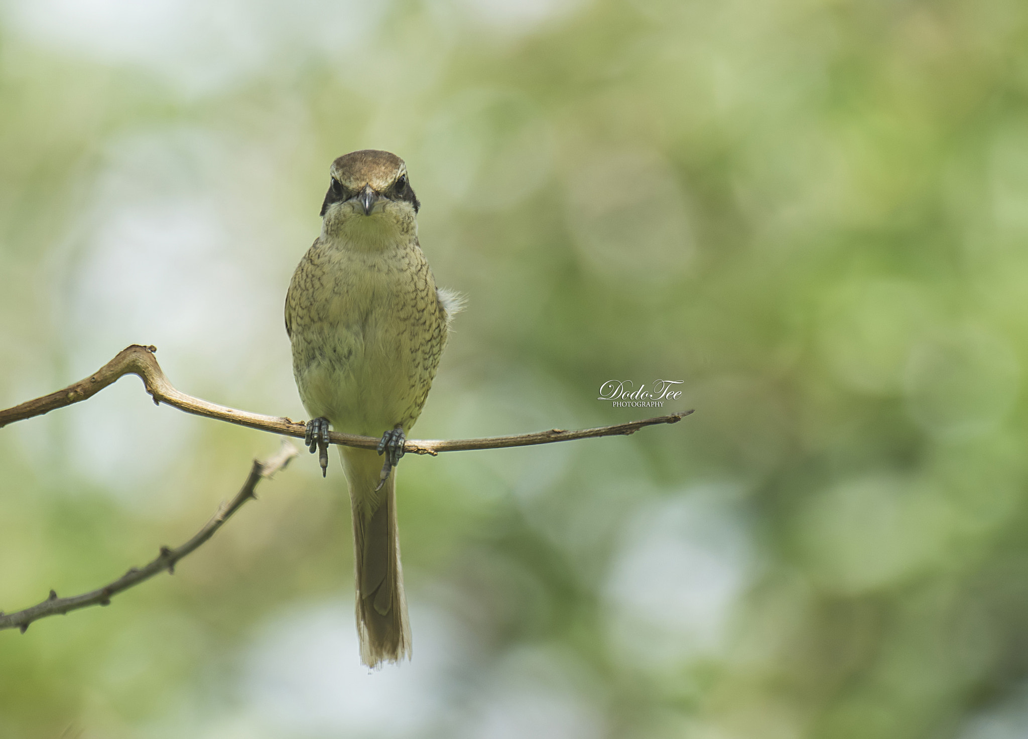 Sony 70-400mm F4-5.6 G SSM II sample photo