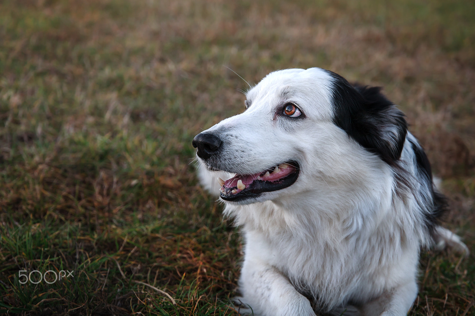 Canon EOS 5D + Canon EF 24-105mm F3.5-5.6 IS STM sample photo. Dog portrait photography