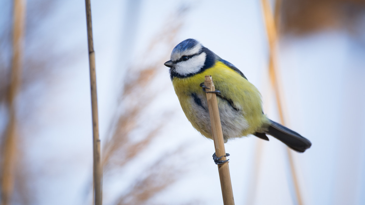 Sigma 150-600mm F5-6.3 DG OS HSM | C sample photo. Cinege photography