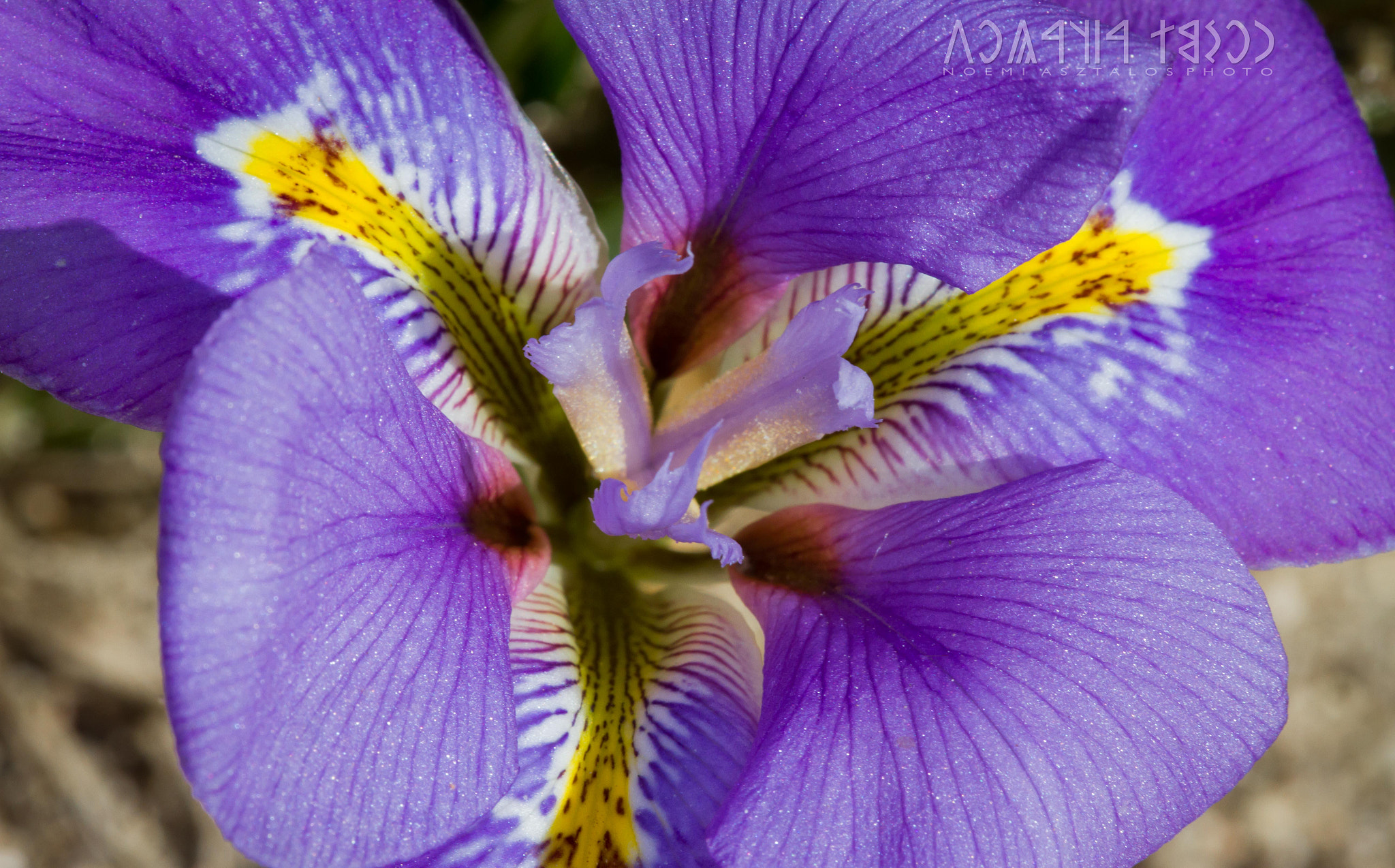 Canon EF 180mm F3.5L Macro USM sample photo. Iris photography