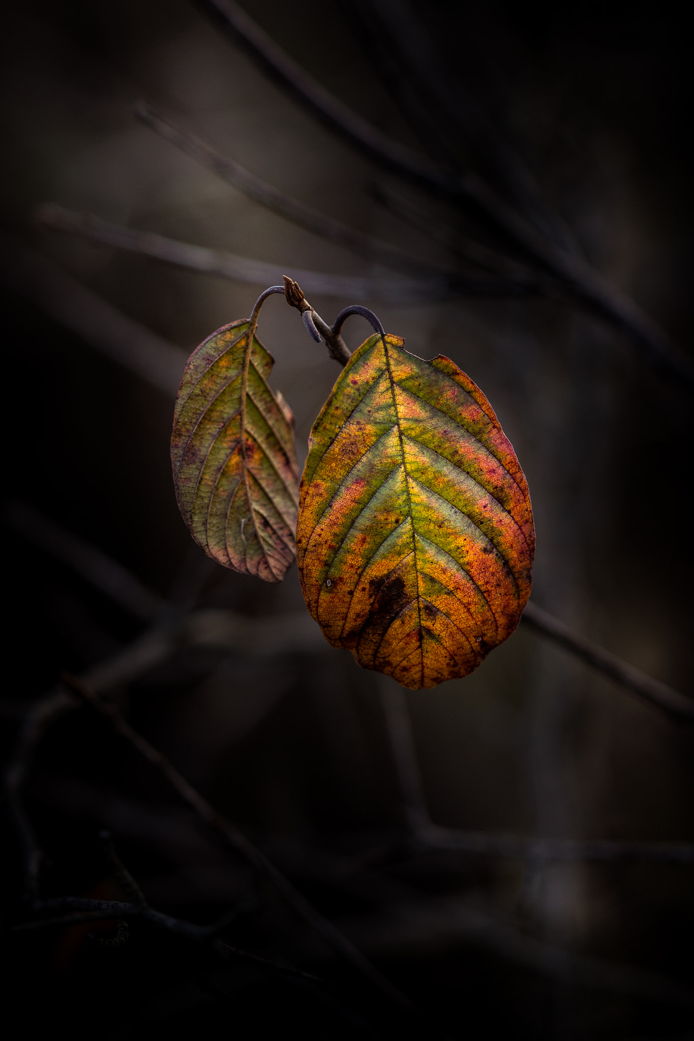 Canon EF 100mm F2.8 Macro USM sample photo. Let your true colors shine photography