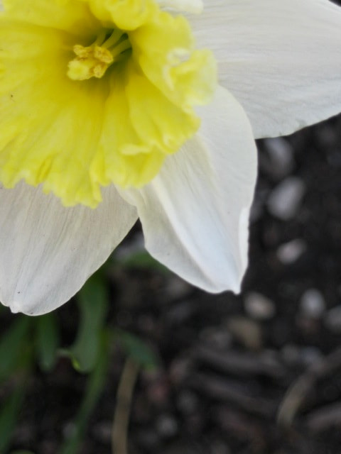 Canon PowerShot A3100 IS sample photo. Daffodil photography