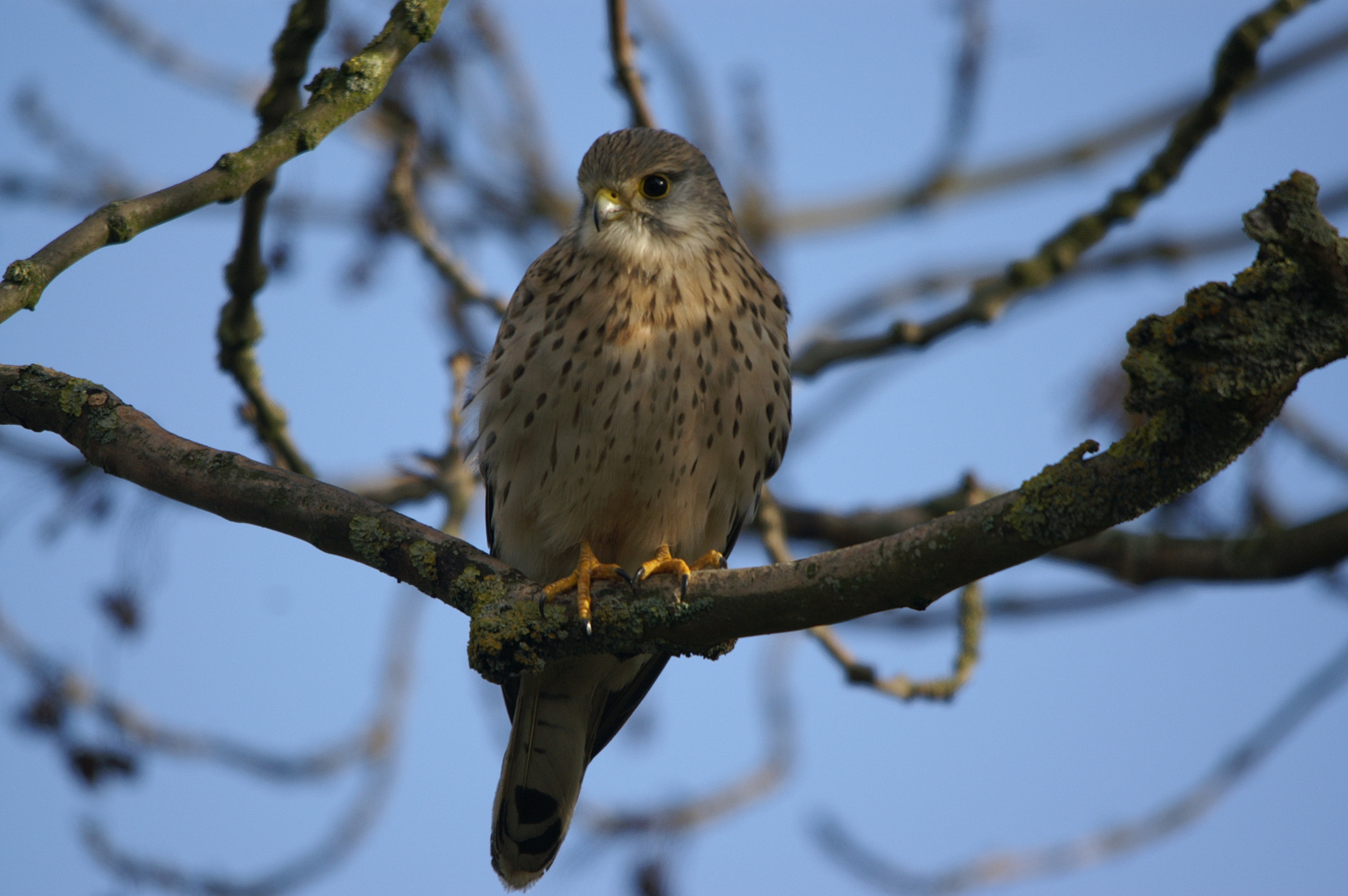 KONICA MINOLTA DYNAX 5D sample photo. Common kestrel (falco tinnunculus) photography