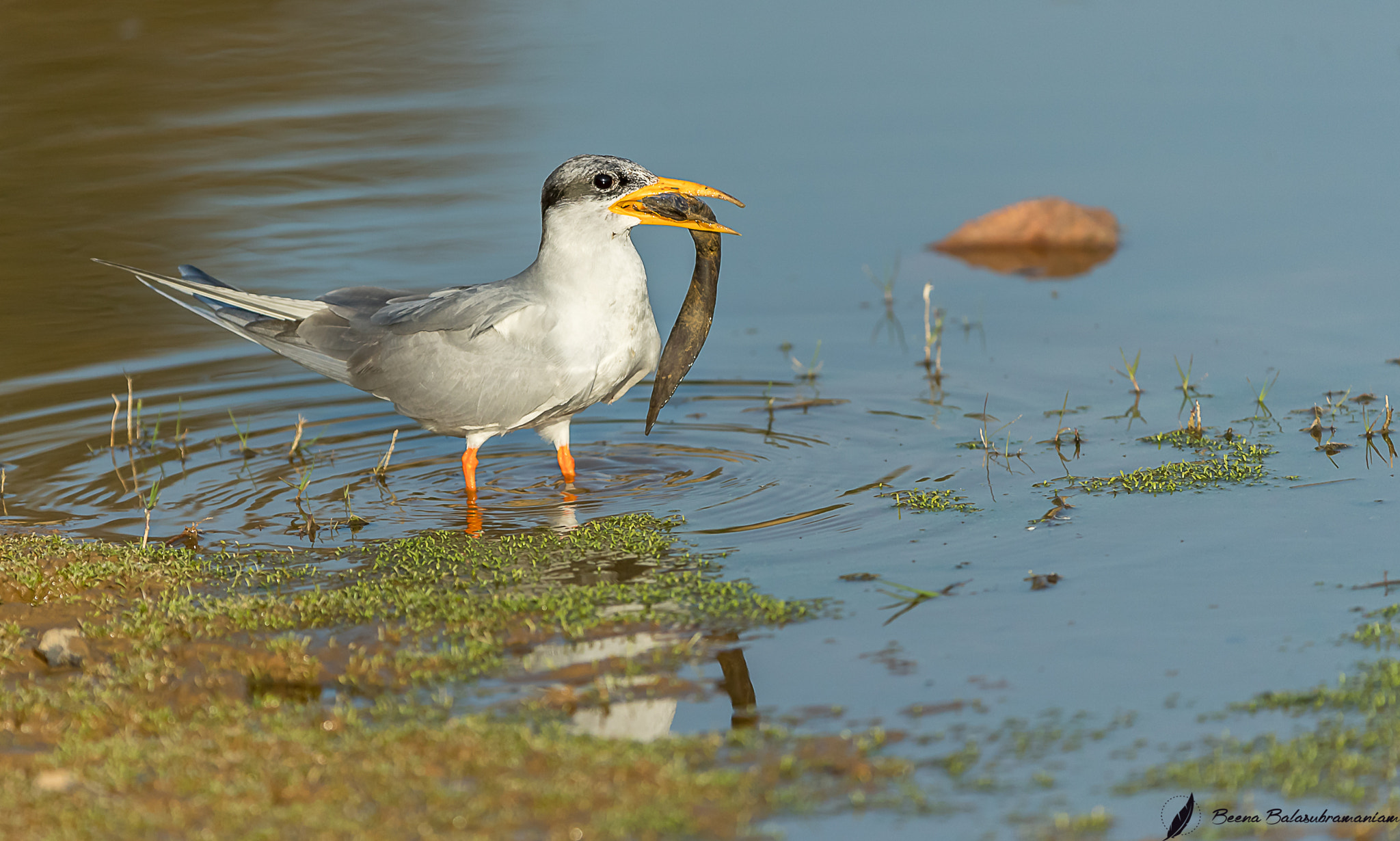 Canon EF 200-400mm F4L IS USM Extender 1.4x sample photo. River tern photography