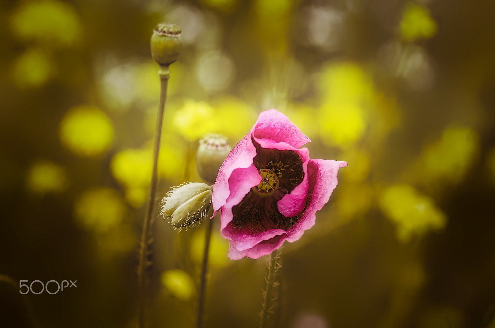 Pentax smc D-FA 100mm F2.8 Macro WR sample photo. Papavero viola photography