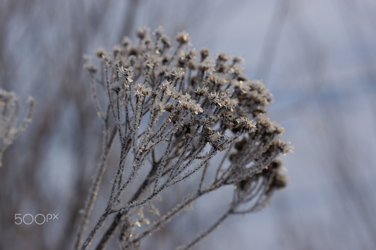 Sony SLT-A77 + Sony DT 50mm F1.8 SAM sample photo. Frozen grass on winter photography