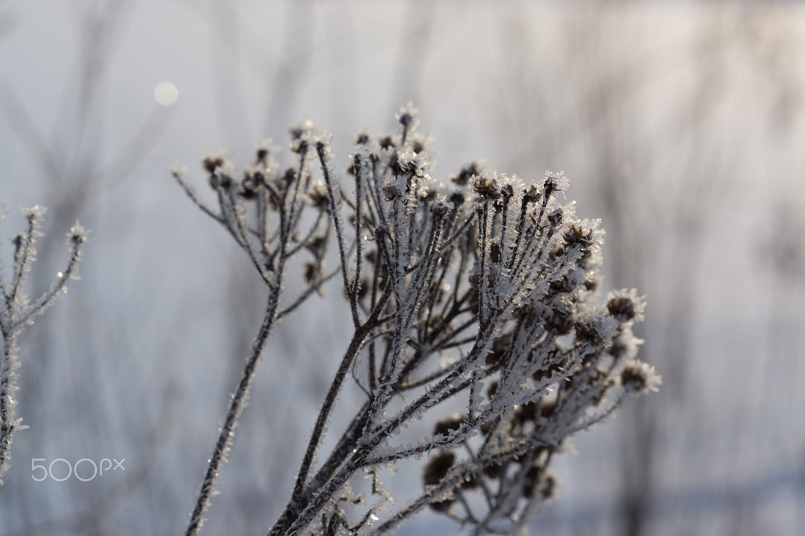 Sony SLT-A77 + Sony DT 50mm F1.8 SAM sample photo. Frozen grass on winter photography