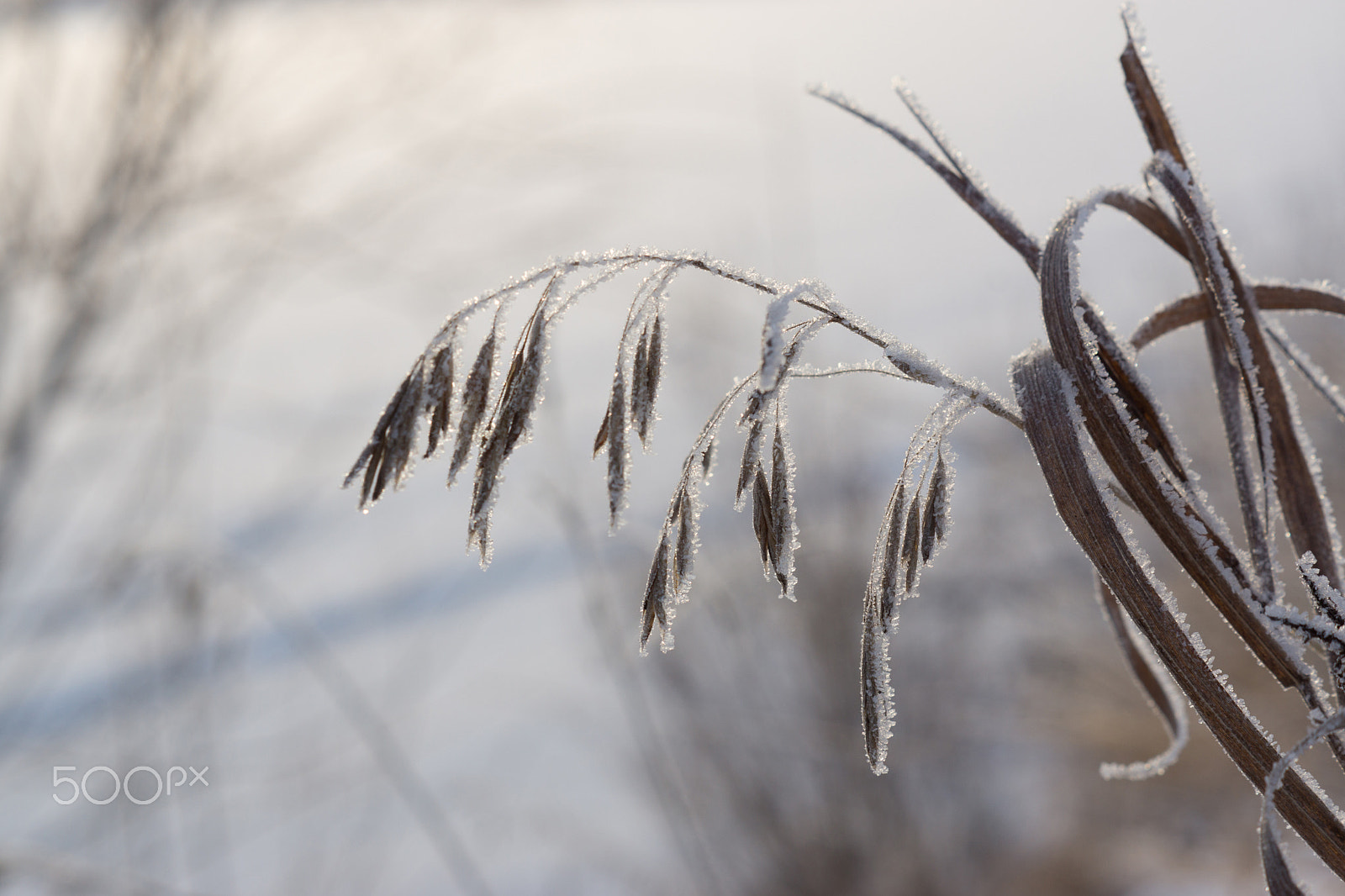 Sony SLT-A77 sample photo. Frozen grass on winter photography