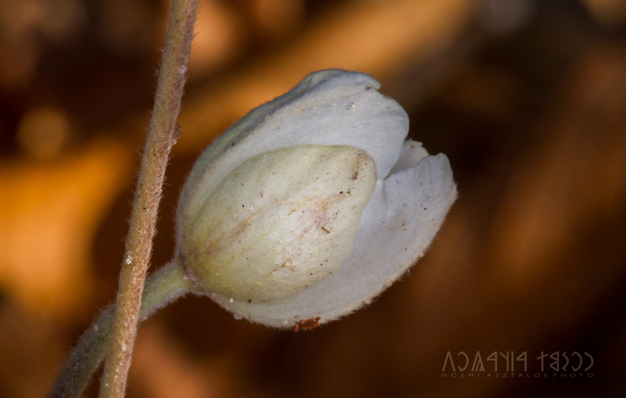 Canon EF 180mm F3.5L Macro USM sample photo. Alone photography