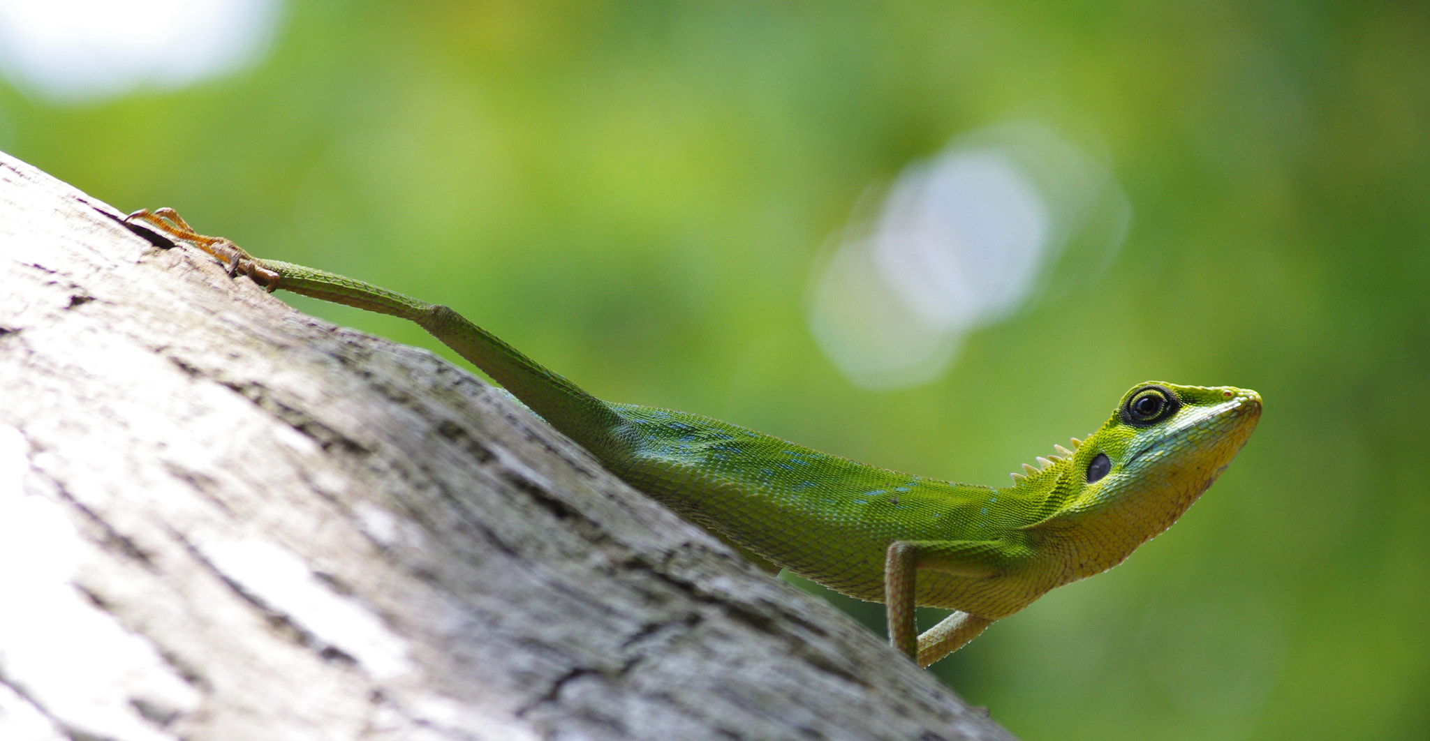 Pentax K-r sample photo. Malaysian lizard photography