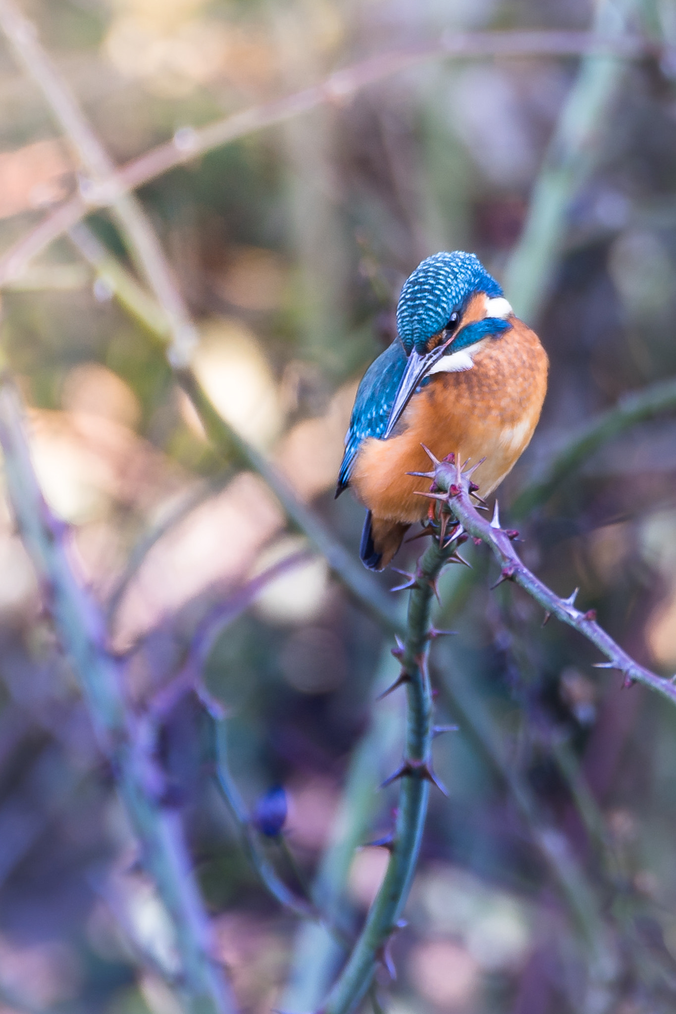 150-600mm F5-6.2 OSS sample photo. A thorny path... photography