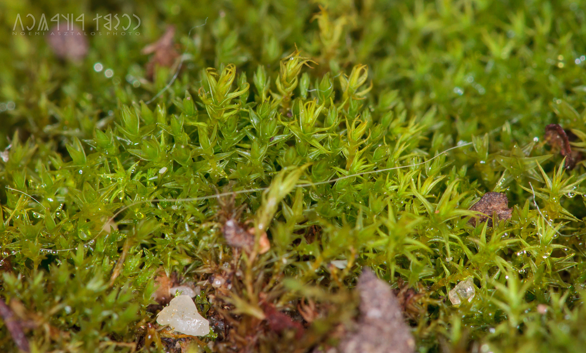 Canon EF 180mm F3.5L Macro USM sample photo. Mini world photography
