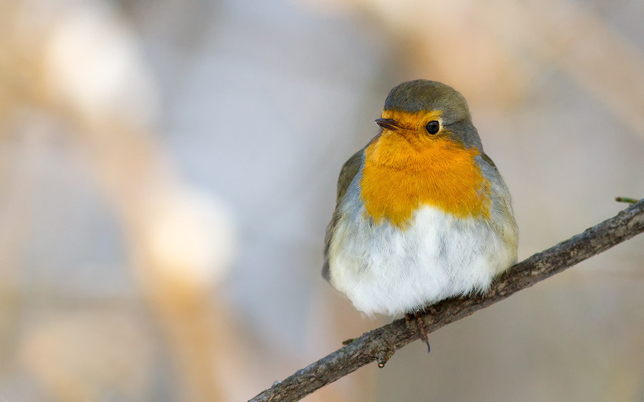 Canon EOS 7D + Canon EF 300mm F4L IS USM sample photo. Гостья из лета photography