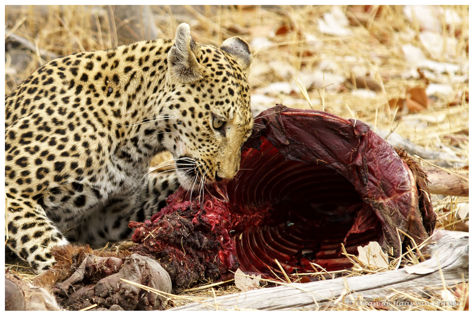 70-200mm F2.8 sample photo. Leopard with impala kill photography