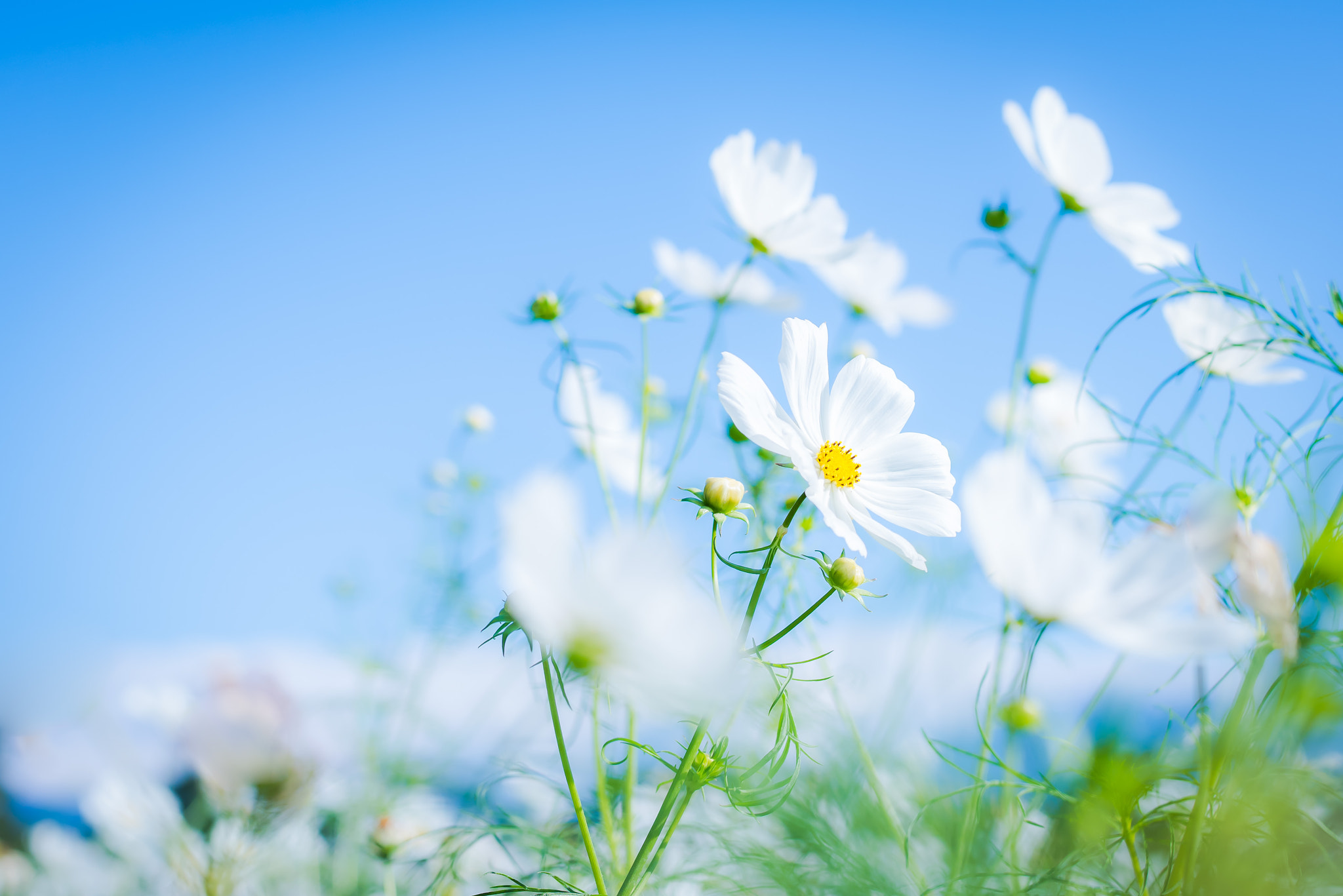 Nikon D810 + Nikon AF-S Nikkor 58mm F1.4G sample photo. Dsc photography