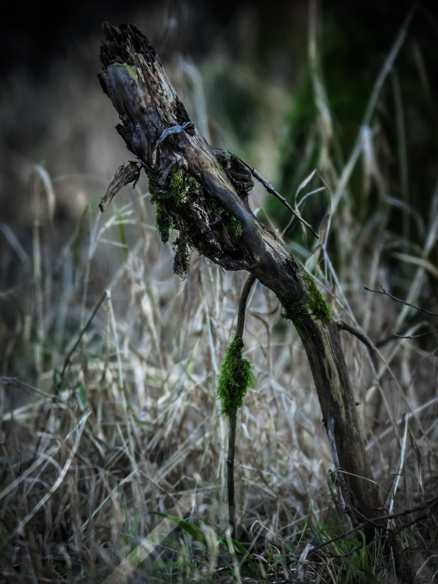 OLYMPUS 300mm Lens sample photo. Fairytale forest 1 photography