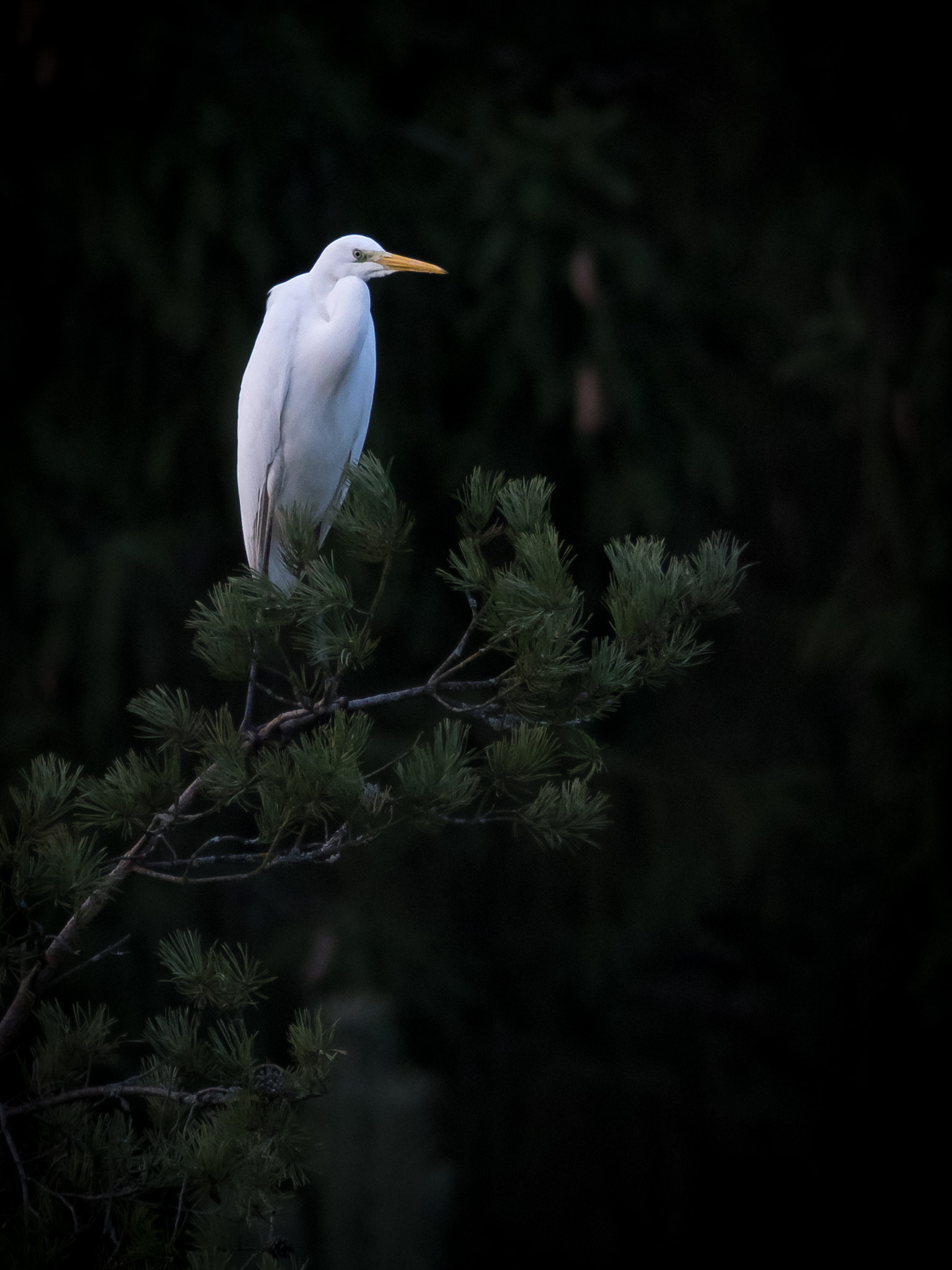 OLYMPUS 300mm Lens sample photo. Great white egret photography