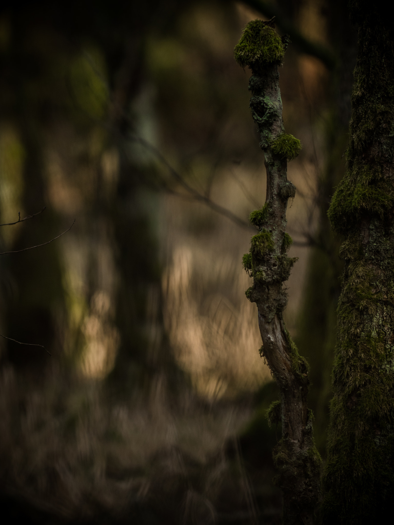 OLYMPUS 300mm Lens sample photo. Fairytale forest 3 photography