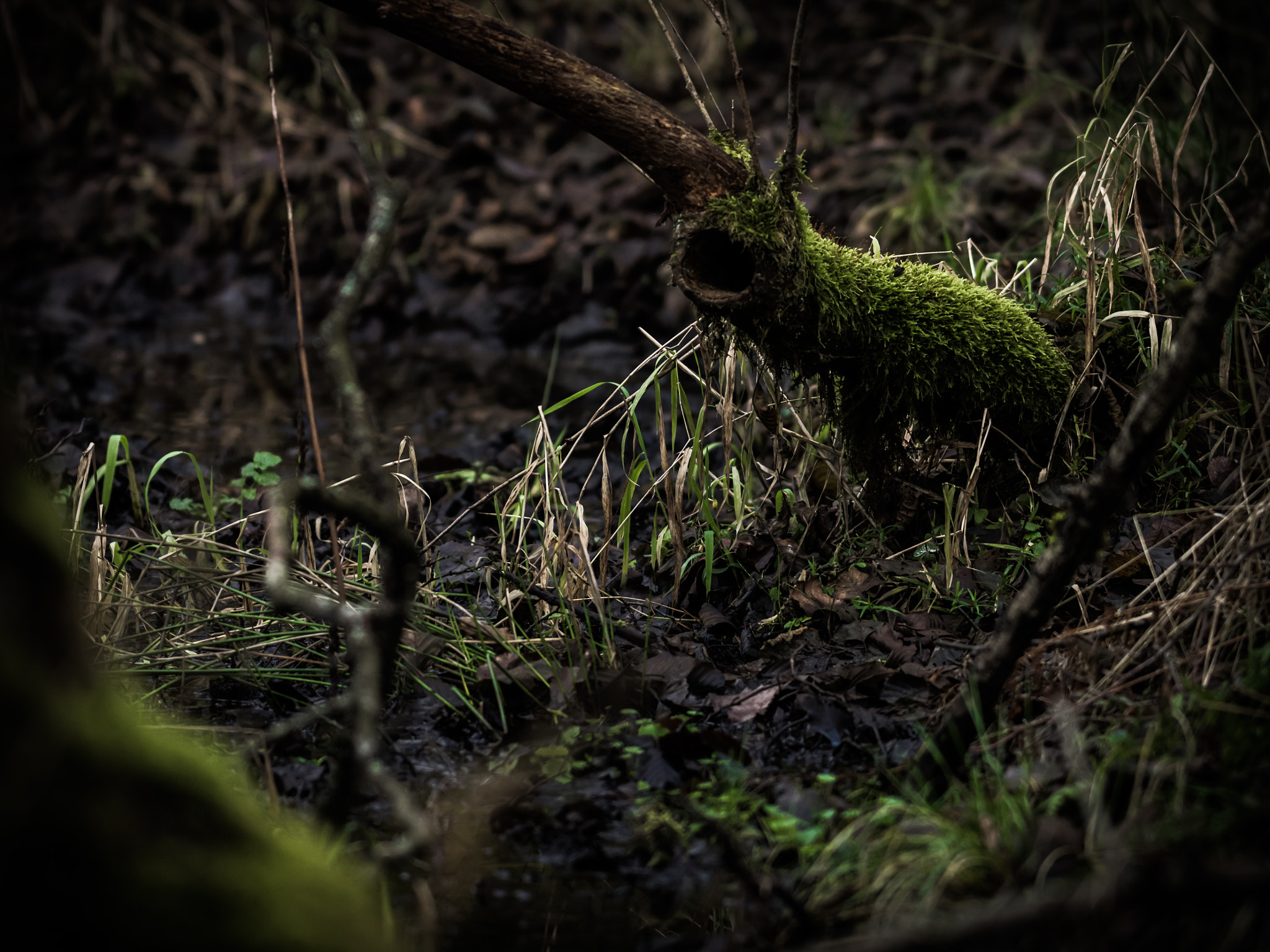 OLYMPUS 300mm Lens sample photo. Fairytale forest 2 photography