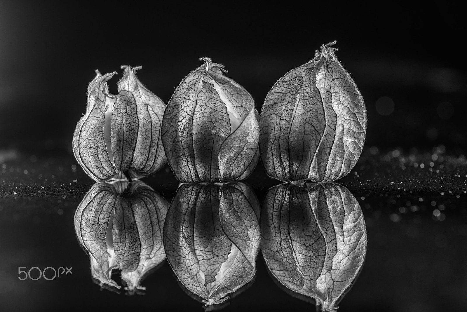 Tokina AT-X Pro 100mm F2.8 Macro sample photo. Physalis photography