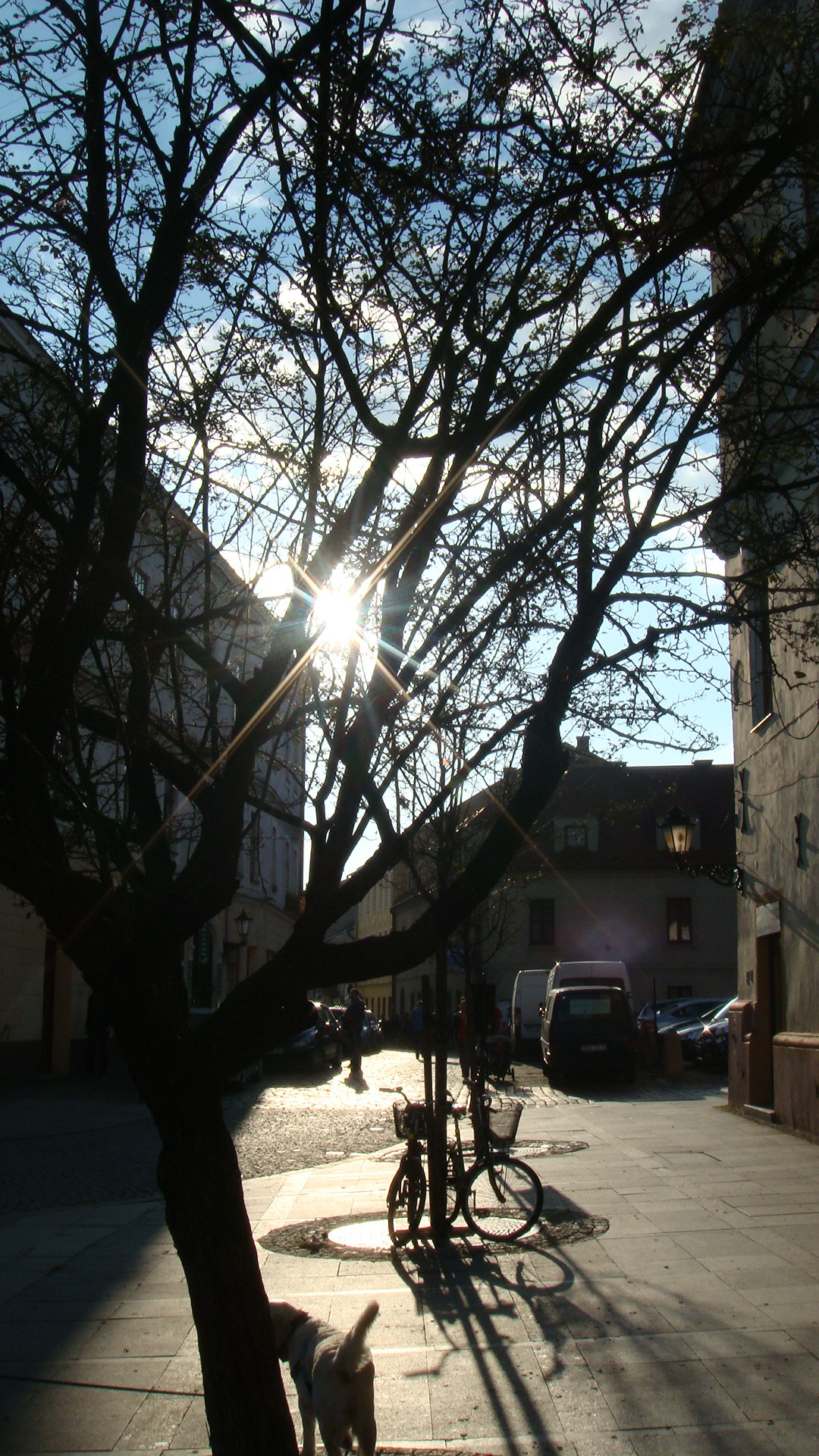 Sony DSC-T200 sample photo. In the autumn sun photography