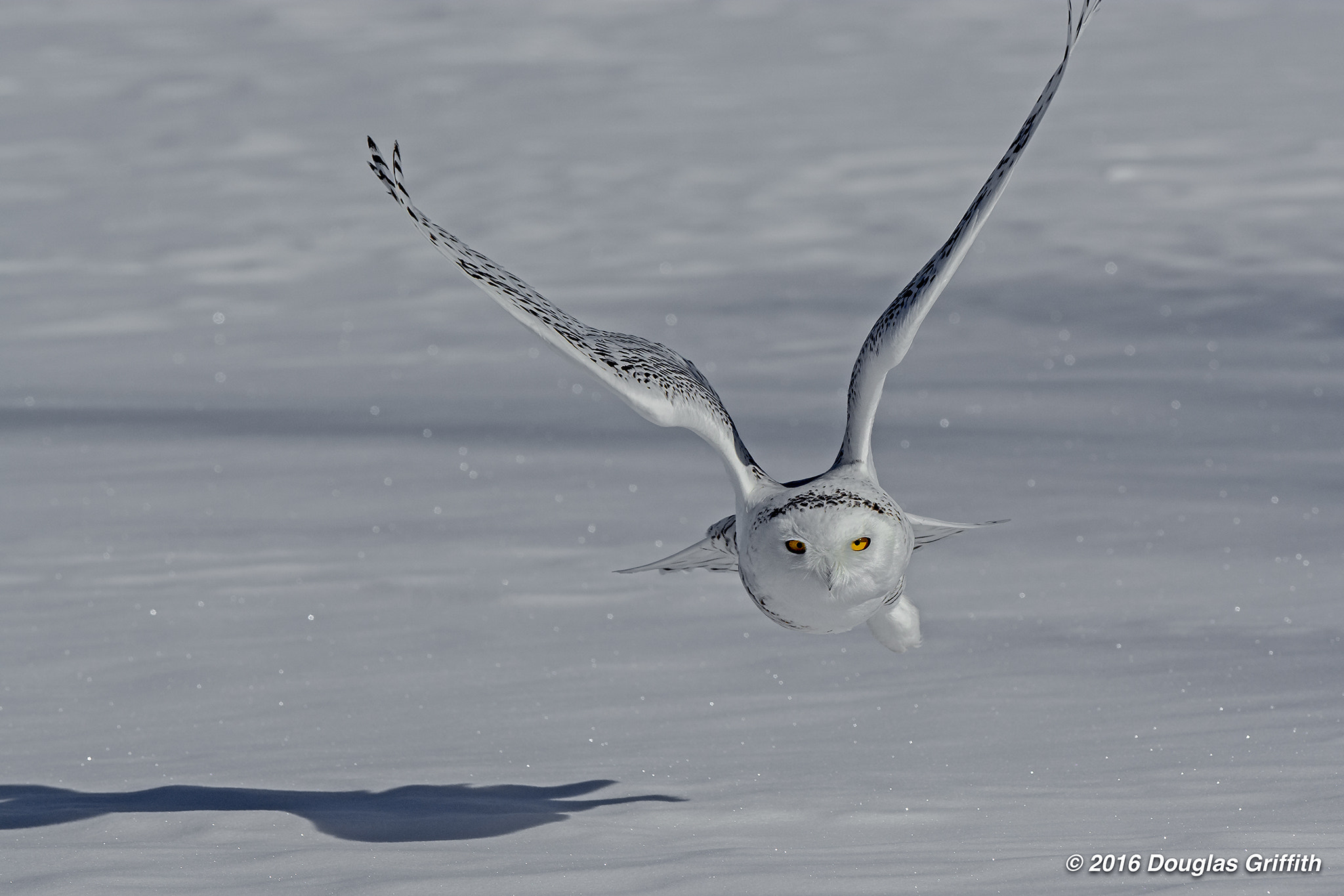 Nikon D7100 + Nikon AF-S Nikkor 200-400mm F4G ED VR II sample photo. Low flight: juvenile/female snowy owl (bubo scandiacus) photography