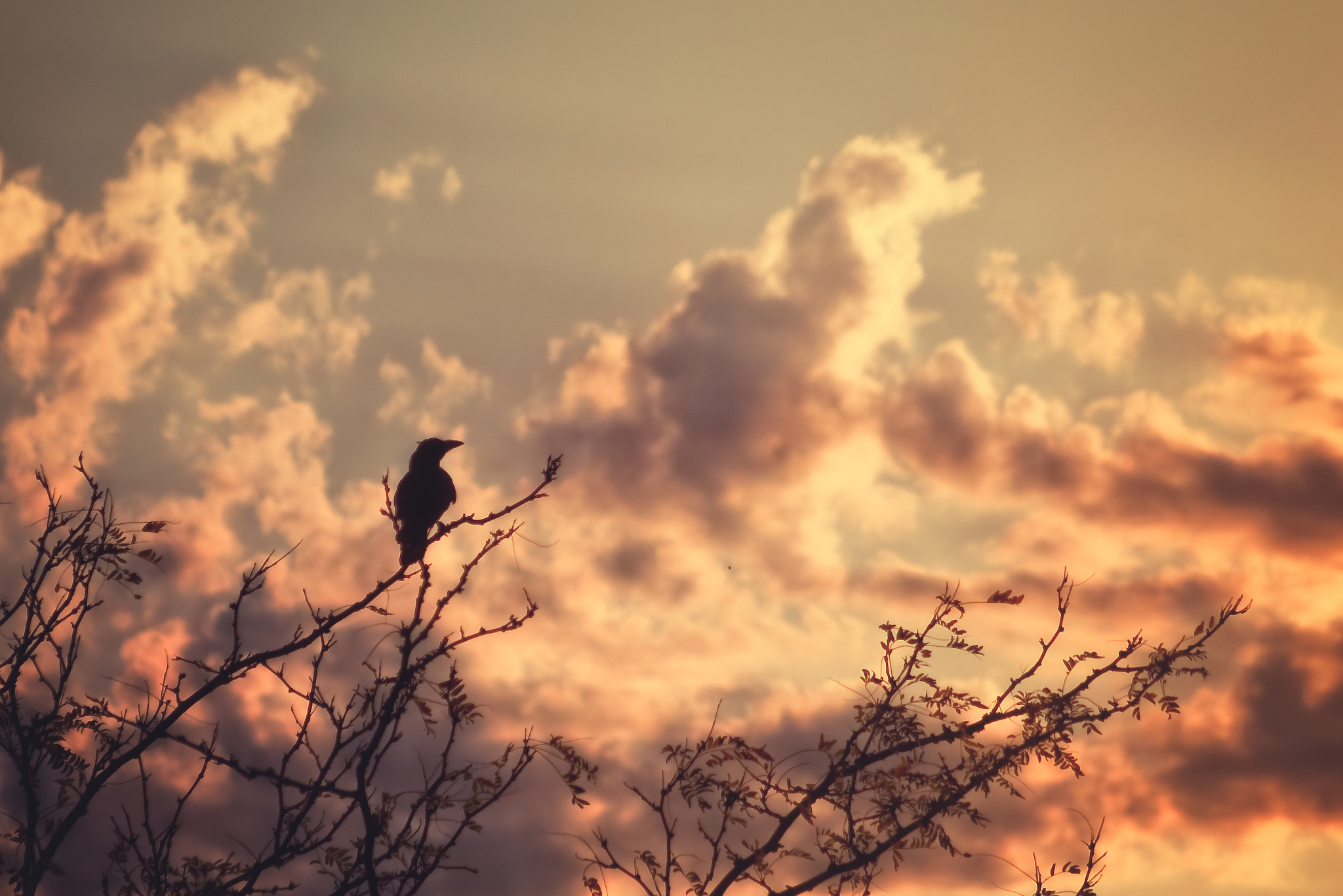 Canon EF 75-300mm f/4-5.6 USM sample photo. The dying of the light photography
