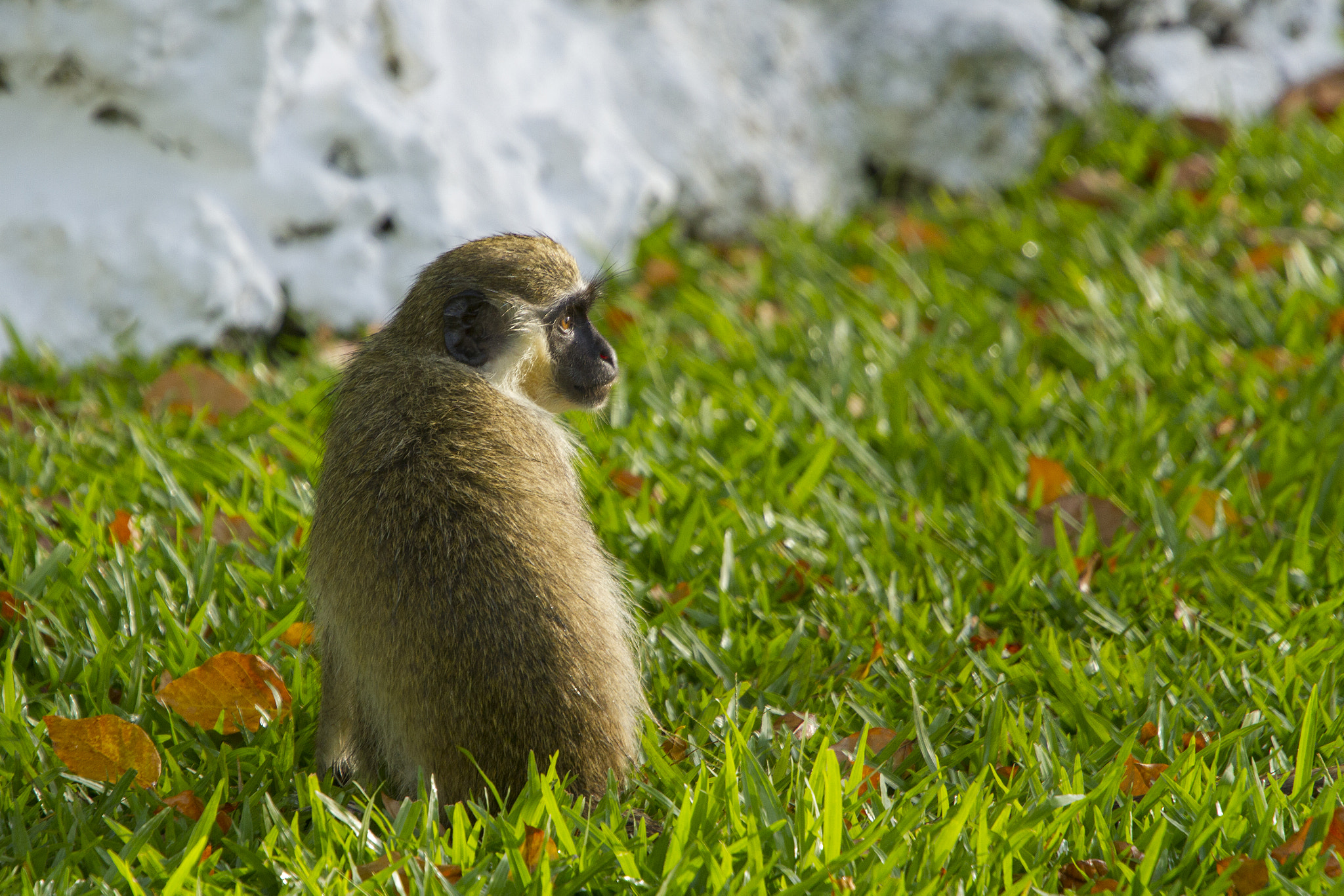 Canon EF 70-200mm F4L USM sample photo. Green monkey profile photography