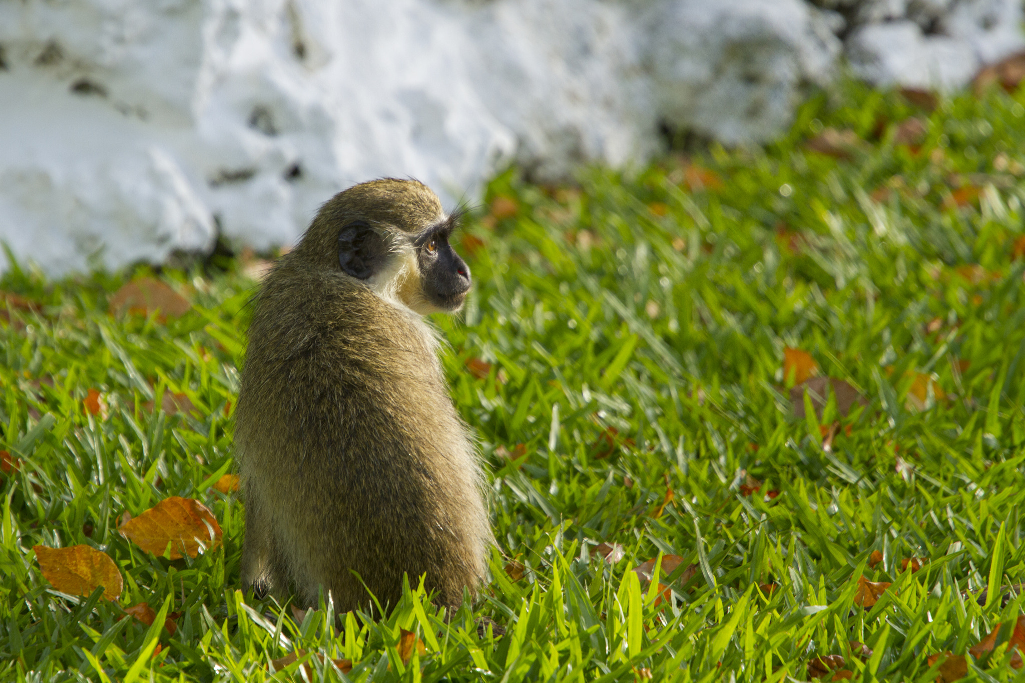 Canon EOS 7D + Canon EF 70-200mm F4L USM sample photo. Green monkey profile photography