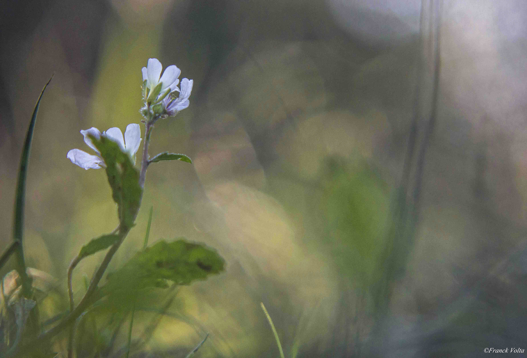 Canon EF 90-300mm F4.5-5.6 sample photo. 9.jpg photography