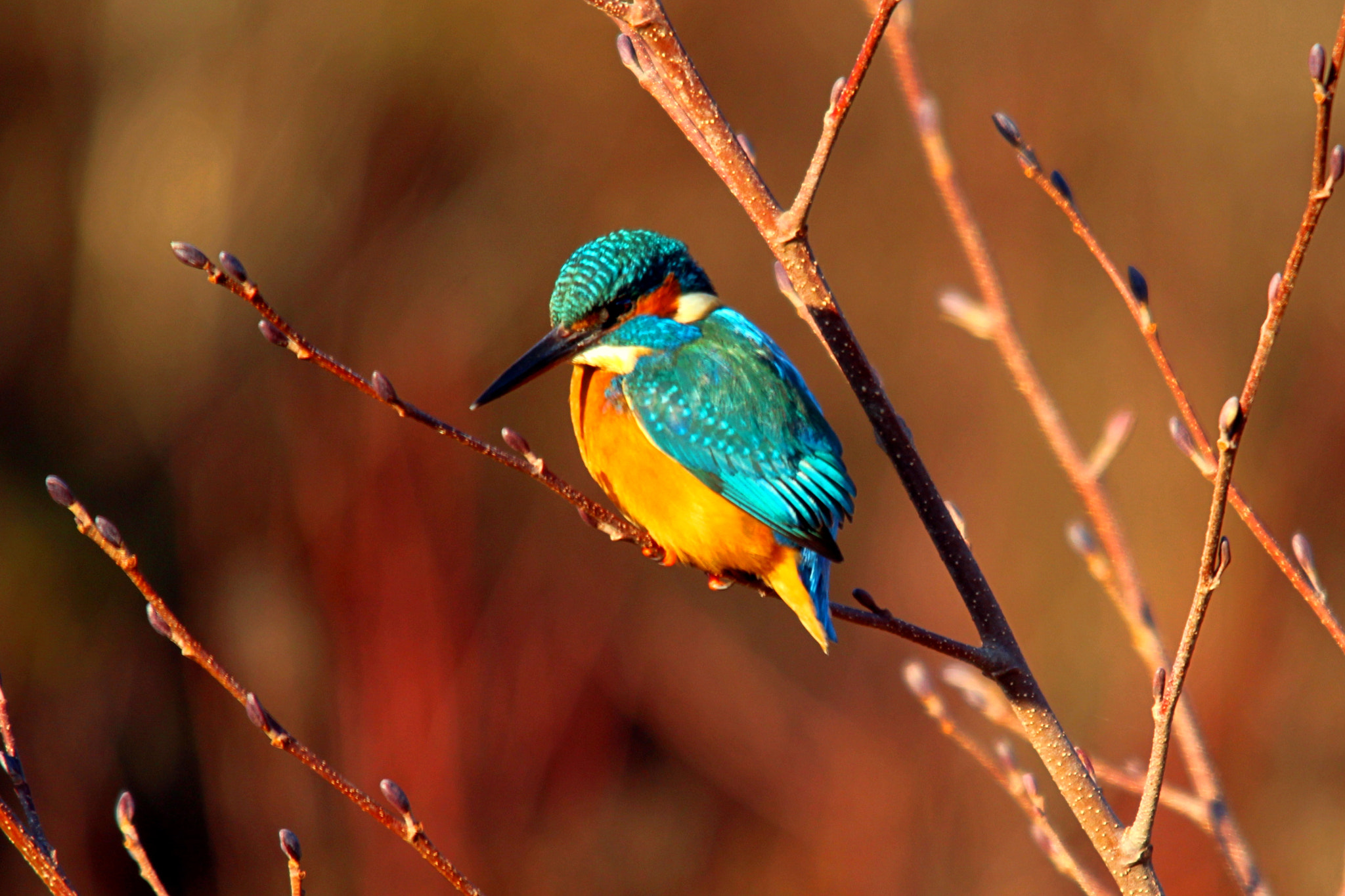 Sigma 150-500mm F5-6.3 DG OS HSM sample photo. Img photography