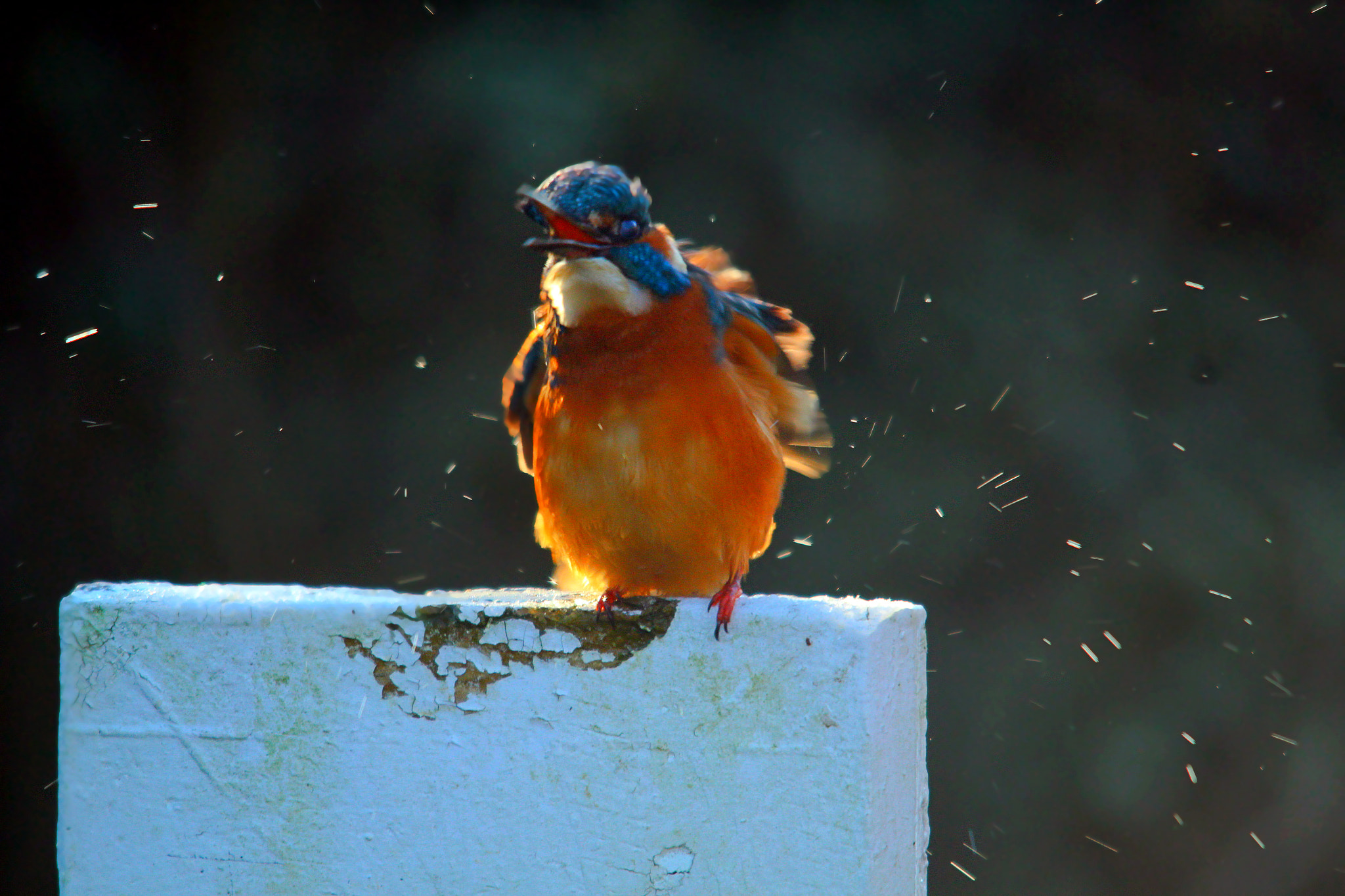 Sigma 150-500mm F5-6.3 DG OS HSM sample photo. Img photography