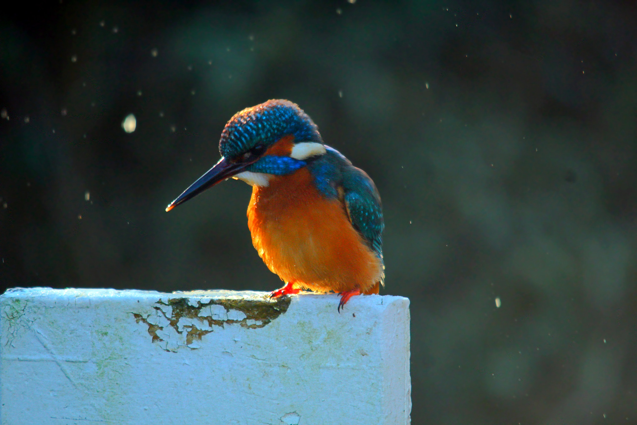Sigma 150-500mm F5-6.3 DG OS HSM sample photo. Img photography