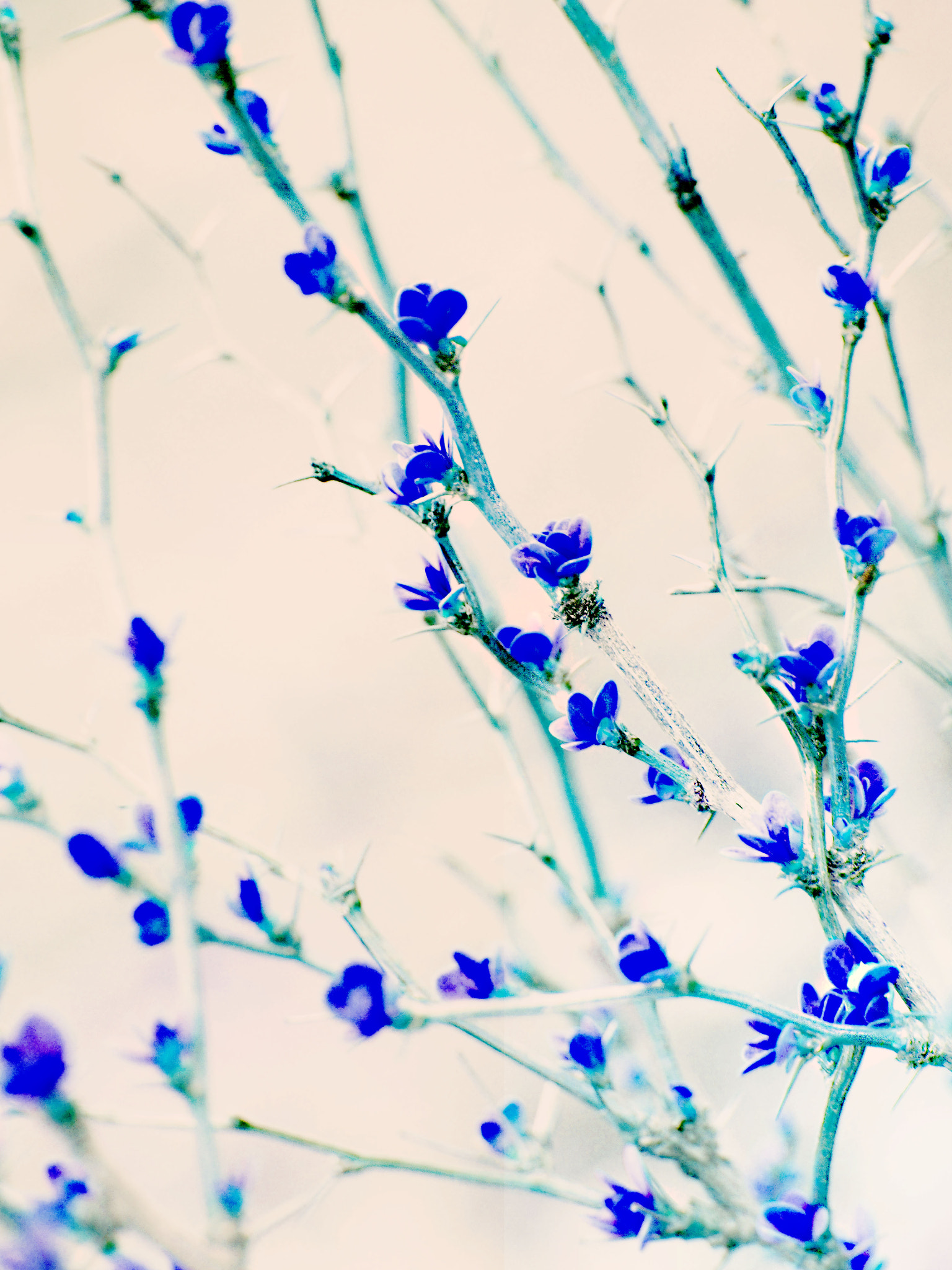 Olympus PEN E-PL5 sample photo. Blue barberry photography