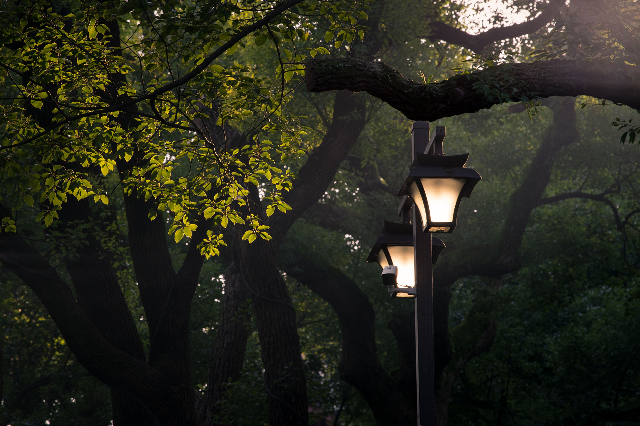 Sony a7 II + Canon EF 70-200mm F4L USM sample photo. Hangzhou, china photography