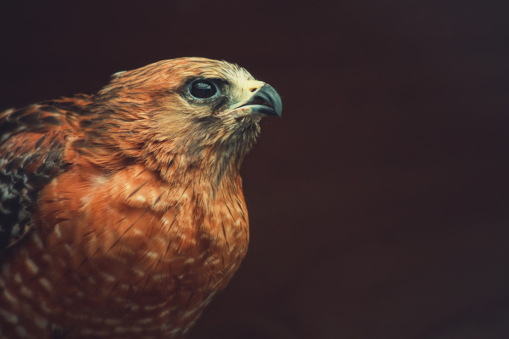 Canon EF-S 55-250mm F4-5.6 IS sample photo. Portrait of a hawk photography