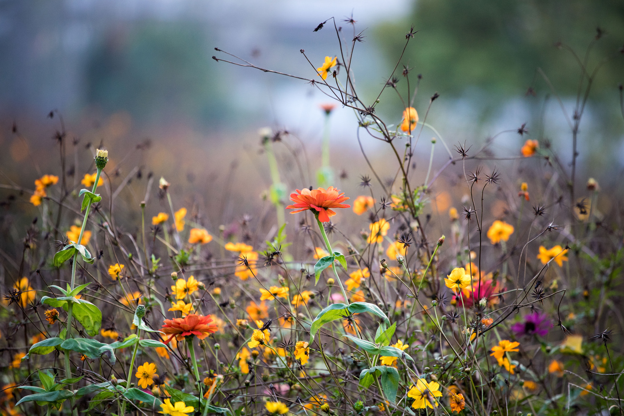 Sony a7 II + Canon EF 70-200mm F4L USM sample photo. Wild broom photography