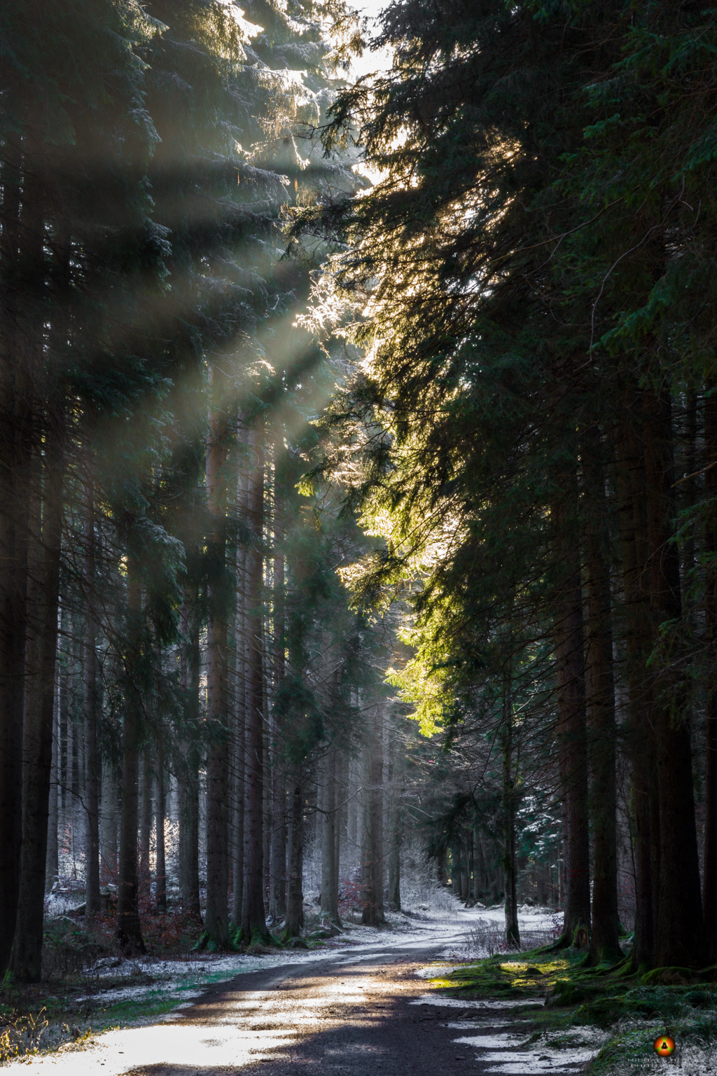 Sigma 17-70mm F2.8-4 DC Macro HSM sample photo. Light in forest photography
