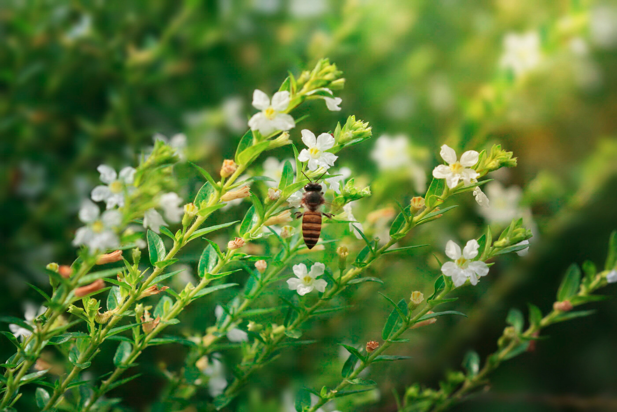 Canon EOS 50D + Canon EF 100mm F2.8 Macro USM sample photo. Bee photography