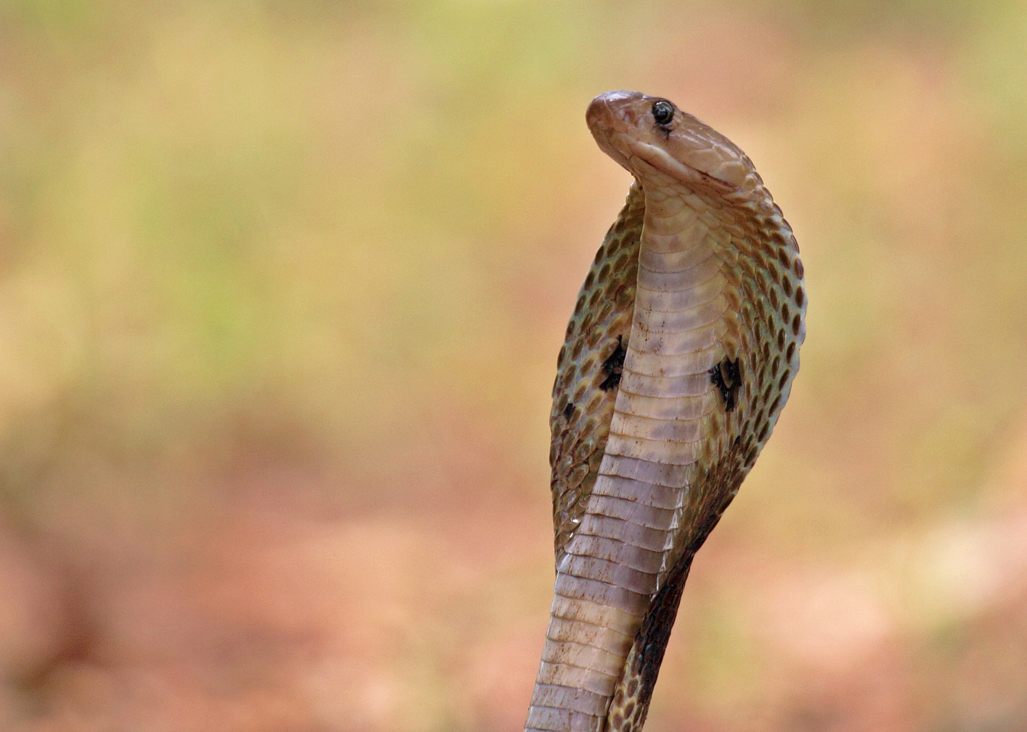 Canon EF 100-400mm F4.5-5.6L IS USM sample photo. Dangerous beauty photography