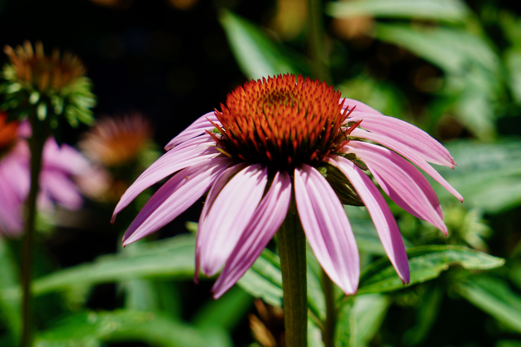 Sony a7R II + Sony Vario Tessar T* FE 24-70mm F4 ZA OSS sample photo. Bonita flor photography