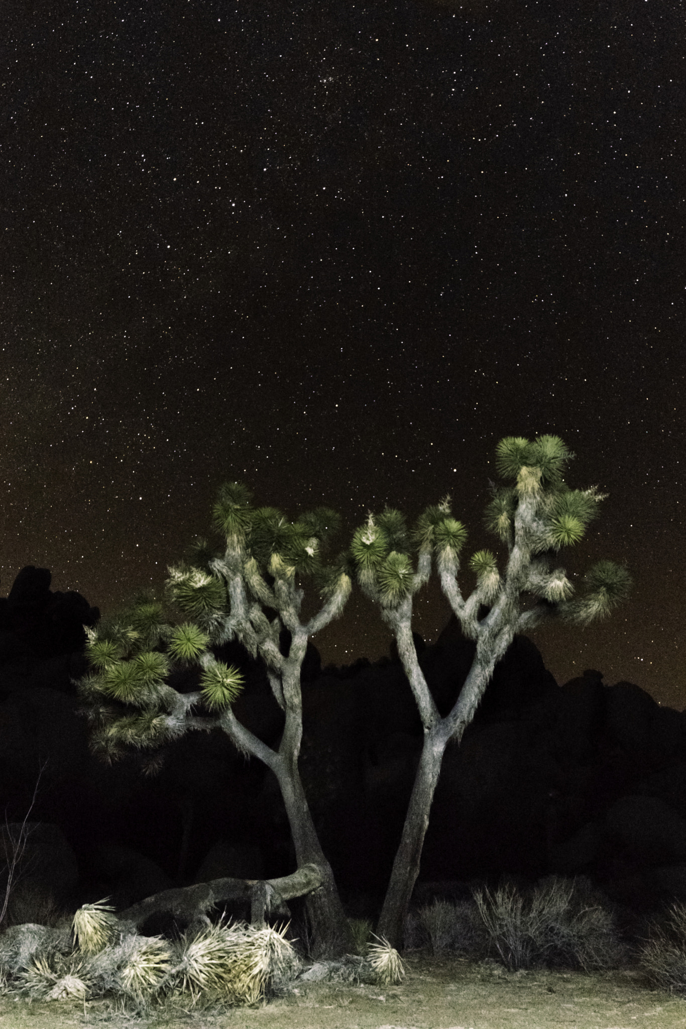 Samyang 14mm F2.8 ED AS IF UMC sample photo. Pinholes in the joshua tree blanket photography