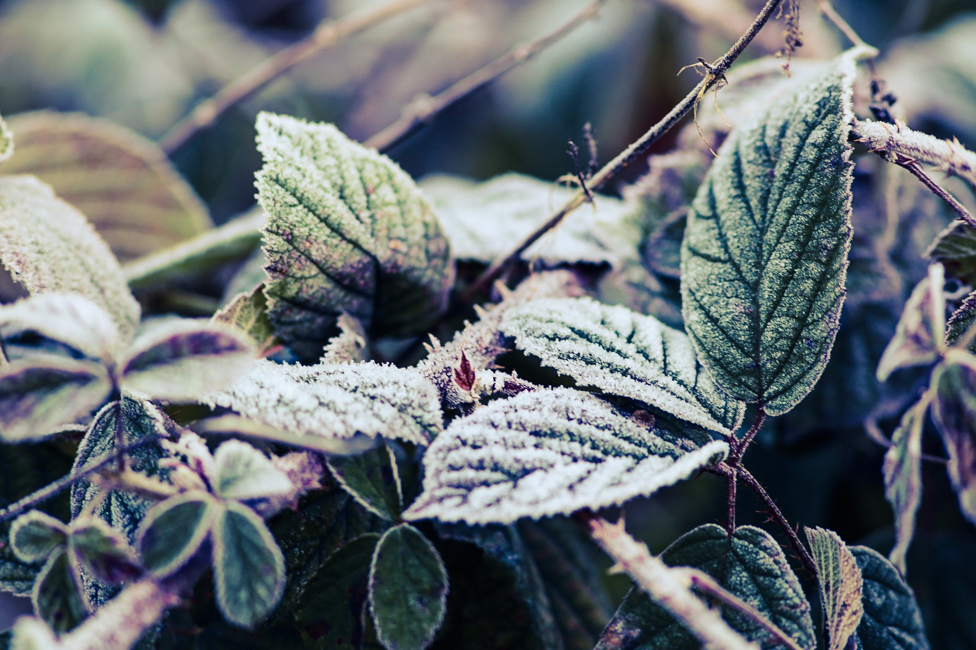 Canon EOS 6D + Canon EF 300mm F4L IS USM sample photo. Frost on leaves photography