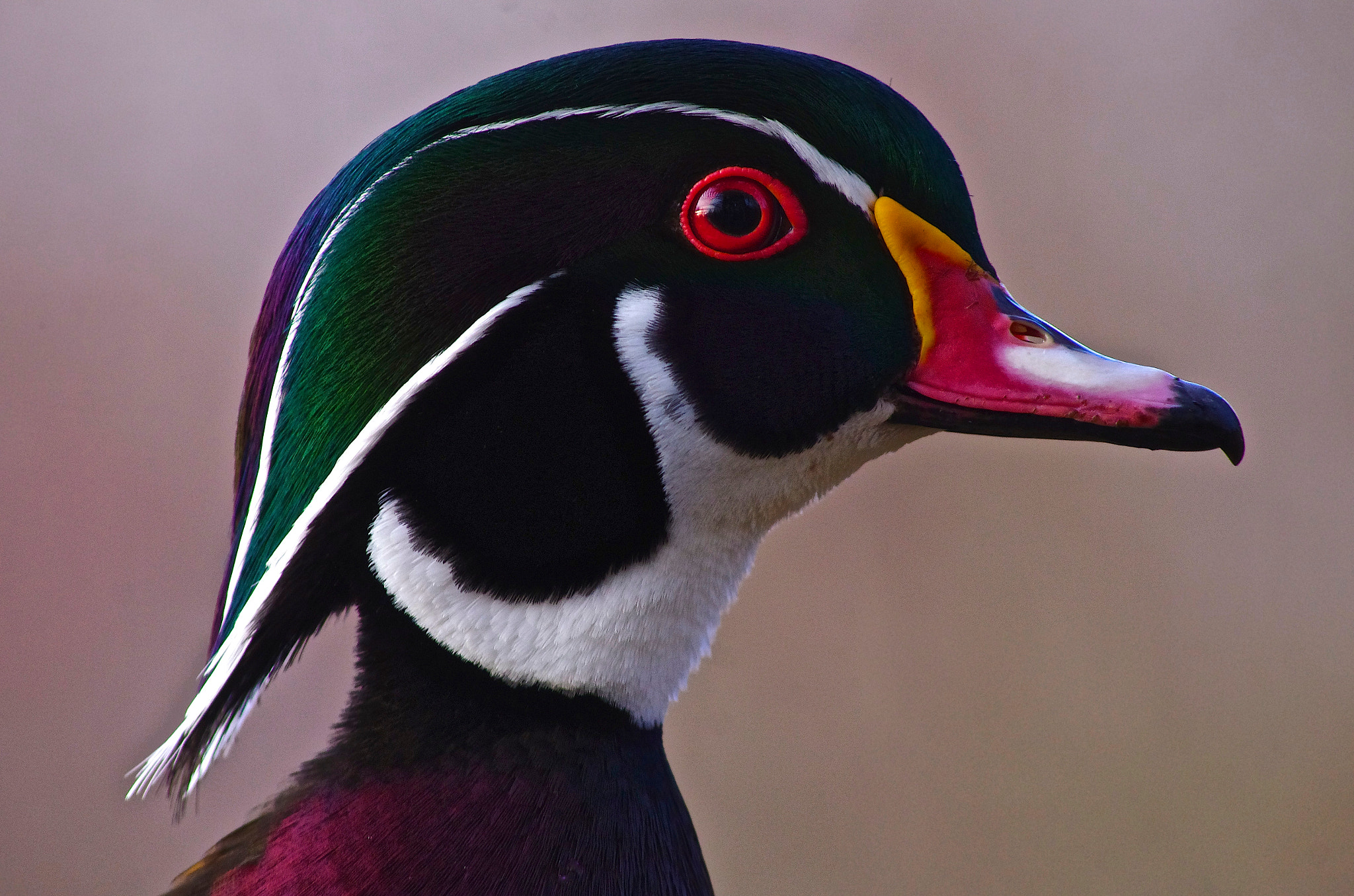 Pentax smc DA 55-300mm F4.0-5.8 ED sample photo. Portrait in nature photography