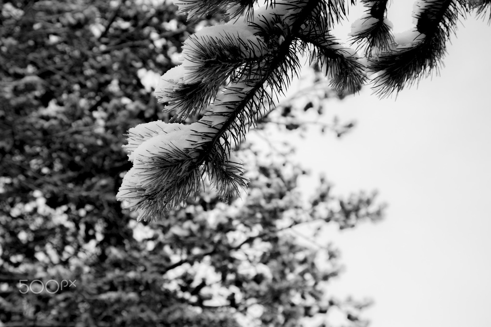 smc PENTAX-DA L 50-200mm F4-5.6 ED sample photo. Rama con nieve photography