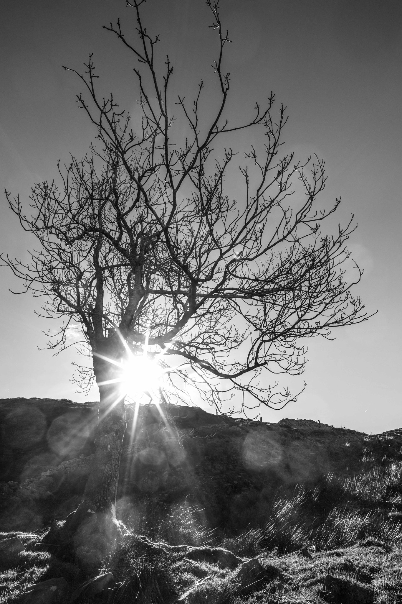 Sony a7 II + E 21mm F2.8 sample photo. Bursting tree photography