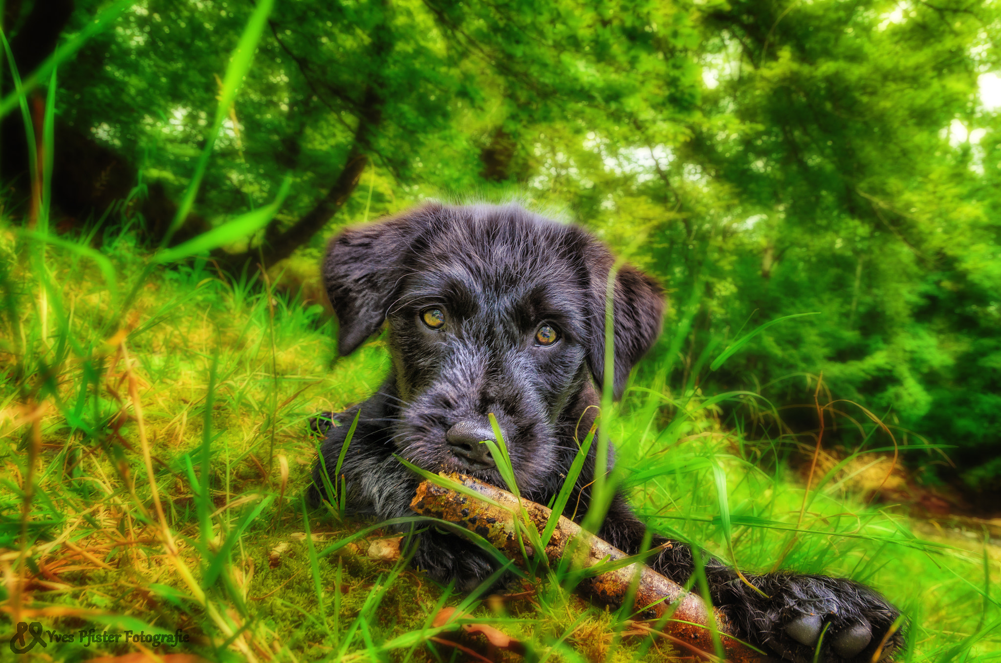 Nikon D5100 + Sigma 18-250mm F3.5-6.3 DC OS HSM sample photo. Uma in the forest photography